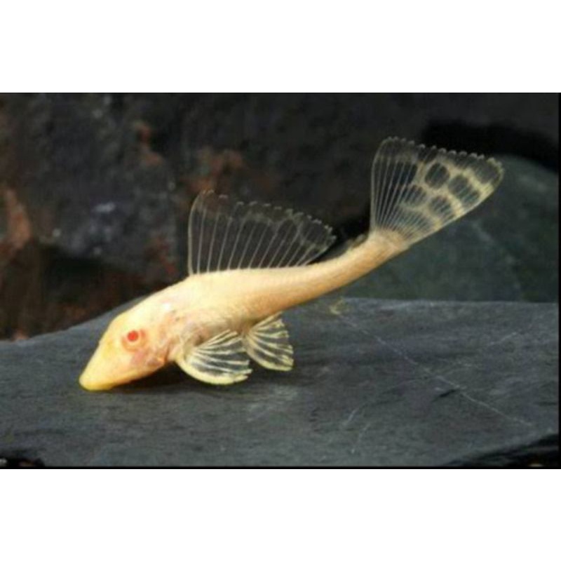 Ikan Hias Sapu sapu albino/ Ikan hias sapu sapu albino/ ikan hias aquascape air tawar