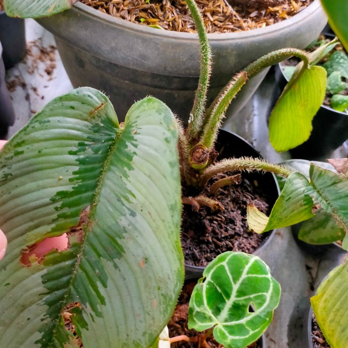 ✨Baru Homalomena Hutan Kalimantan Daun Dan Tangkai Berbulu Langka Dan Unik Terbaru