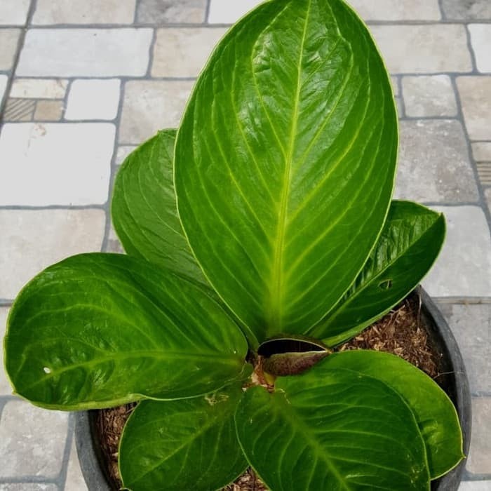✨Baru Anthurium Jemani Cobra Mangkok Terbaru