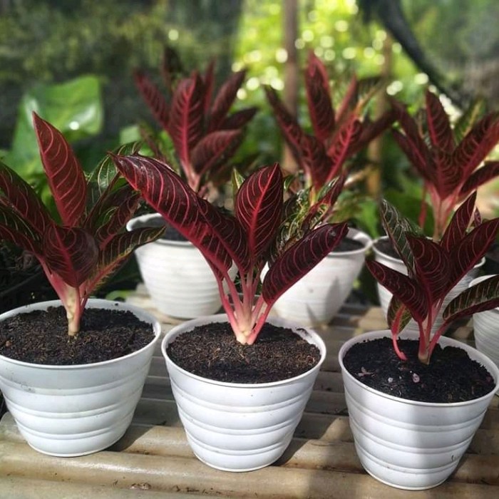 ✨Baru Tanaman Hias Aglonema Red Sumatra-Aglonema Red Sumatra Terbatas