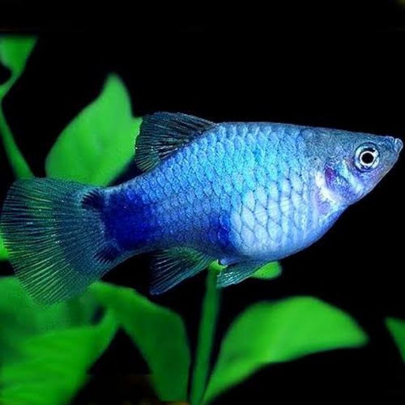 Ikan Platy Blue