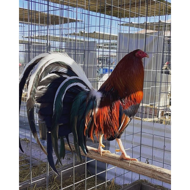 

telur ayam seweter ak 38 paket 4 butir