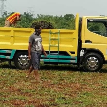 [Original] Rumput Gajah Paitan 1 Truk Engkel Rumput Gajah Biasa 1 Engkel Rumput Limited