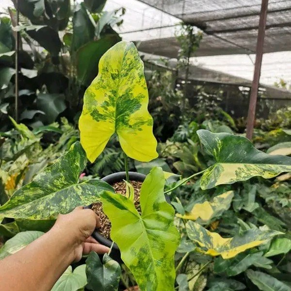 [New Ori] Thaumatophyllum Williamsii Variegata Terbatas