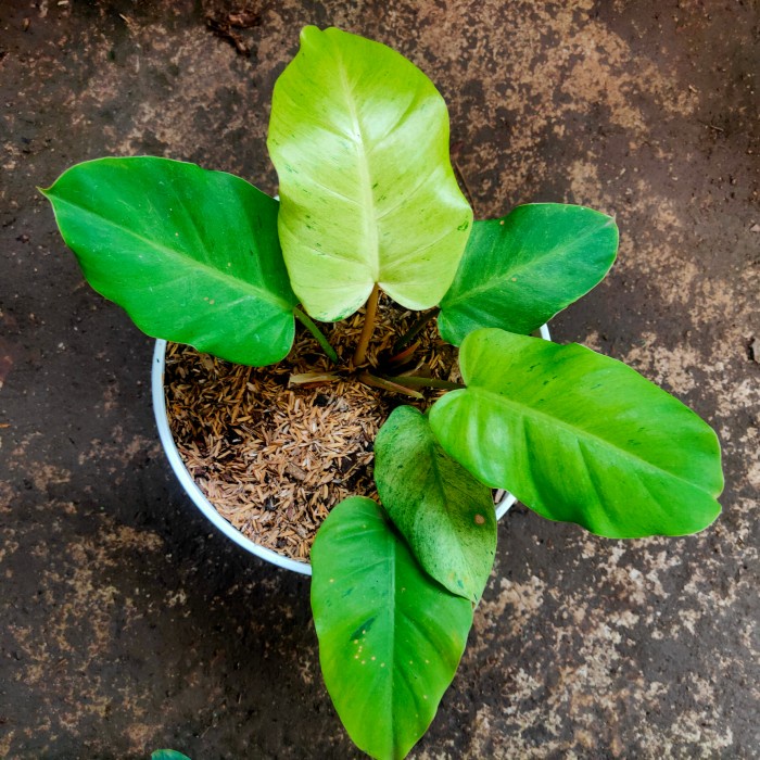 [New Ori] Philodendron Snowdrift Terbatas