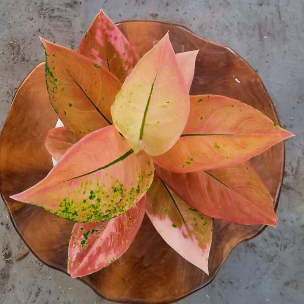 [New Ori] Tanaman Hias Aglaonema / Aglonema Kochin Nezkia Bisa Gojek