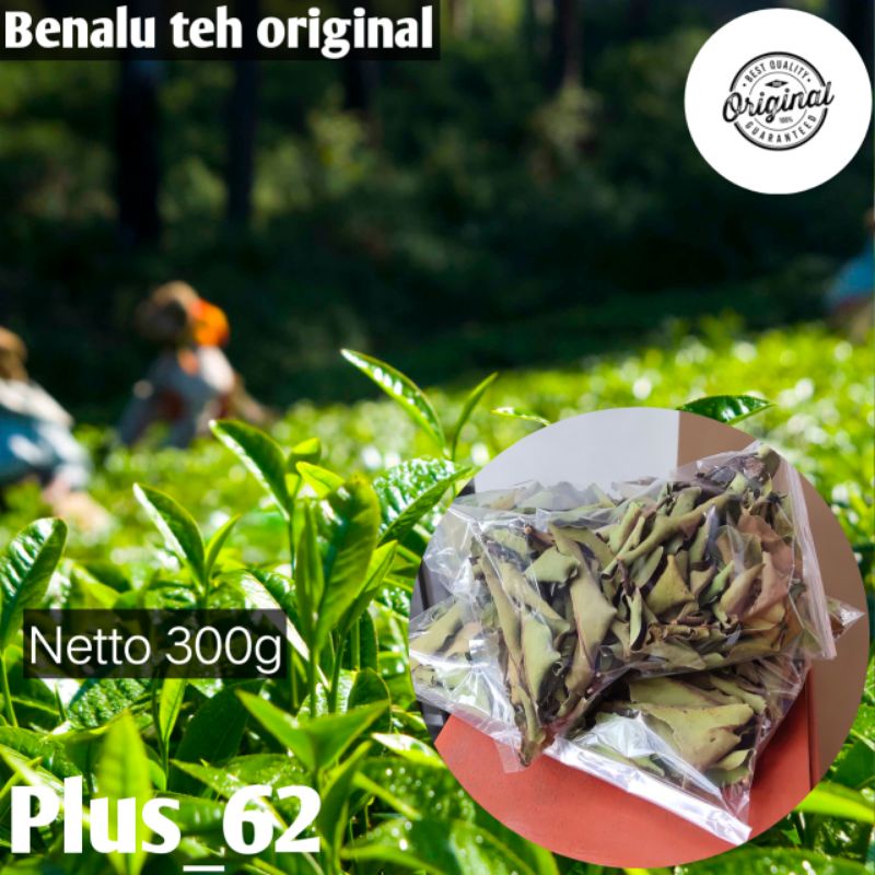

Benalu Teh Benalu Kering Pohon Teh Kemasan Hemat 300Grm Sudah P-IRT