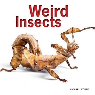 Weird Insects