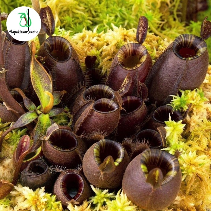 Promo Nepenthes Ampullaria Roset Rimbun