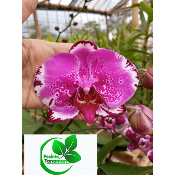 anggrek Dendrobium bunga ungu