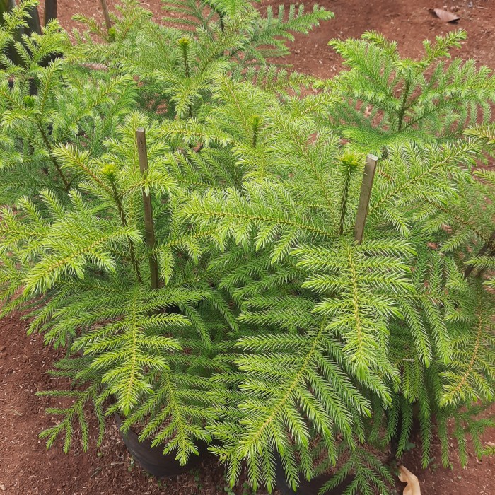 TANAMAN HIAS CEMARA NORFOLK TINGGI 1 METER POHON CEMARA NORFOLK