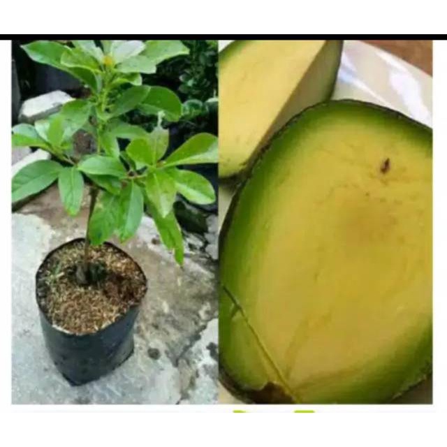 Bibit Alpukat Tanpa Biji okulasi