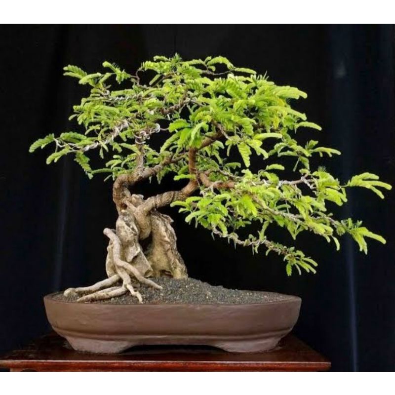 3.ling co bonsai live 3kg