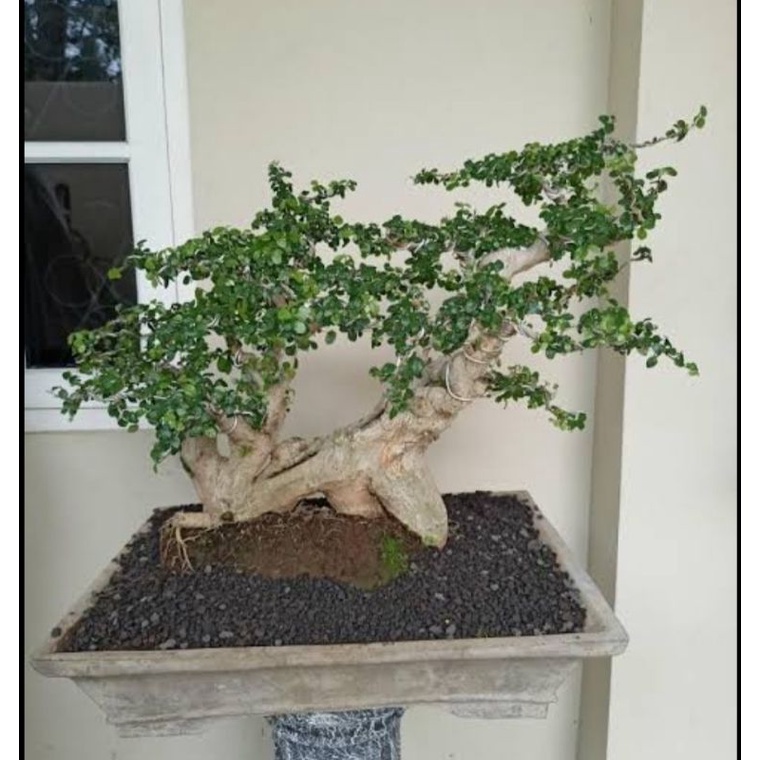 3.ling co bonsai live 3kg