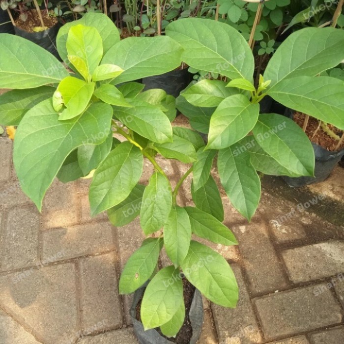 BIBIT BUAH ALPUKAT/POHON BUAH/TANAMAN BUAH ALPUKAT MENTEGA