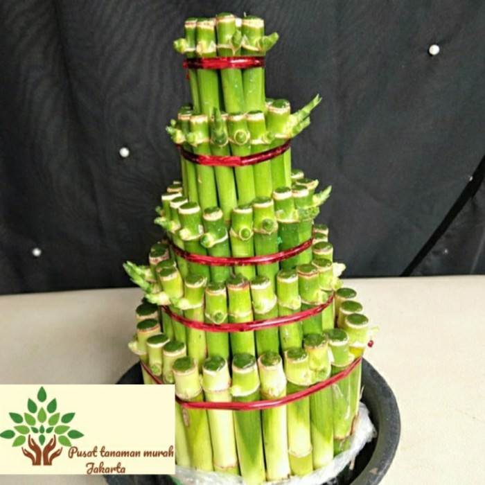TANAMAN HIAS BAMBU HOKI/BAMBU CINA/BAMBU AIR/BAMBU FILIFIN/INDOR