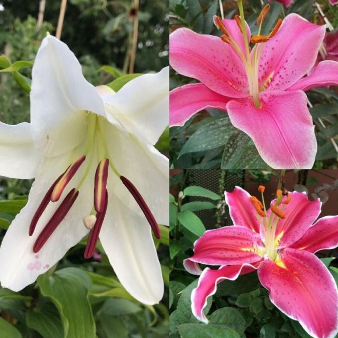 Terlaris Paket Bibit Bunga Lily Casablanca 5 Pohon