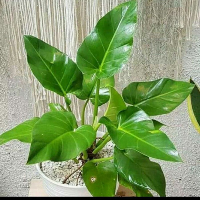 TANAMAN FILLOW MARBEL TINGGI -+60CM + POT