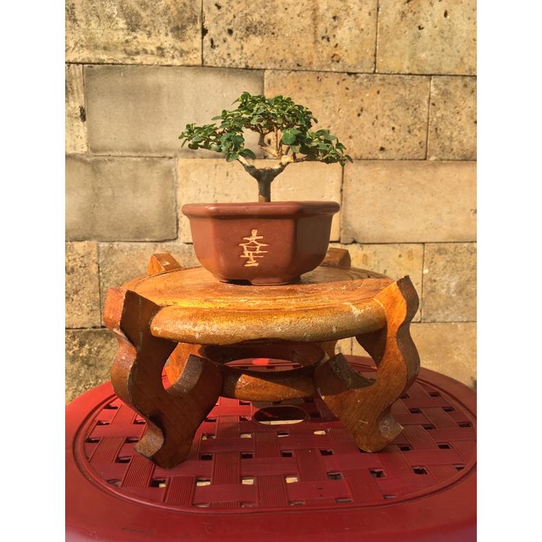 Sale Bonsai Sancang Mini Original