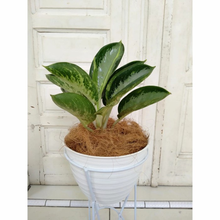 Terbaru Tanaman Hias Indoor Aglaonema Aglonema Green Bowl Promo Terlaris