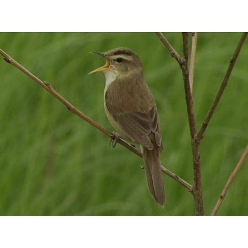 Kerak basi alis hitam pilihan