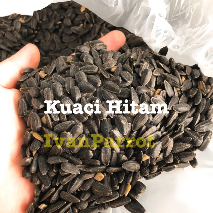 

TERLARIS KUACI HITAM BLACK SUNFLOWER 1KG