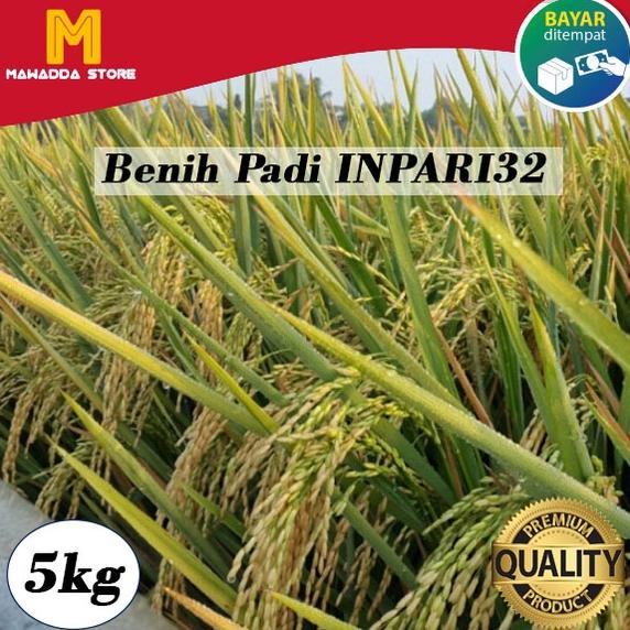 New Bibit Padi Unggul Inpari 32 5kg