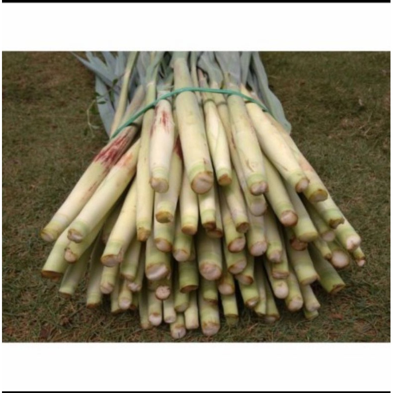 

Sayur Segar Turubuk 1kg Murah Terbaru