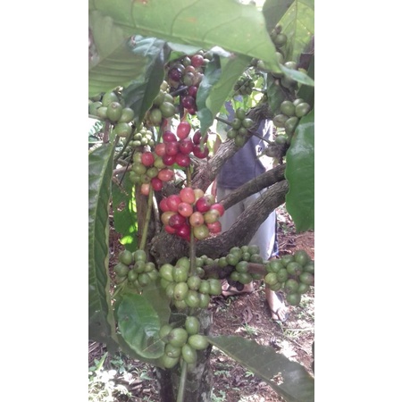 

Kopi Robusta Temanggung