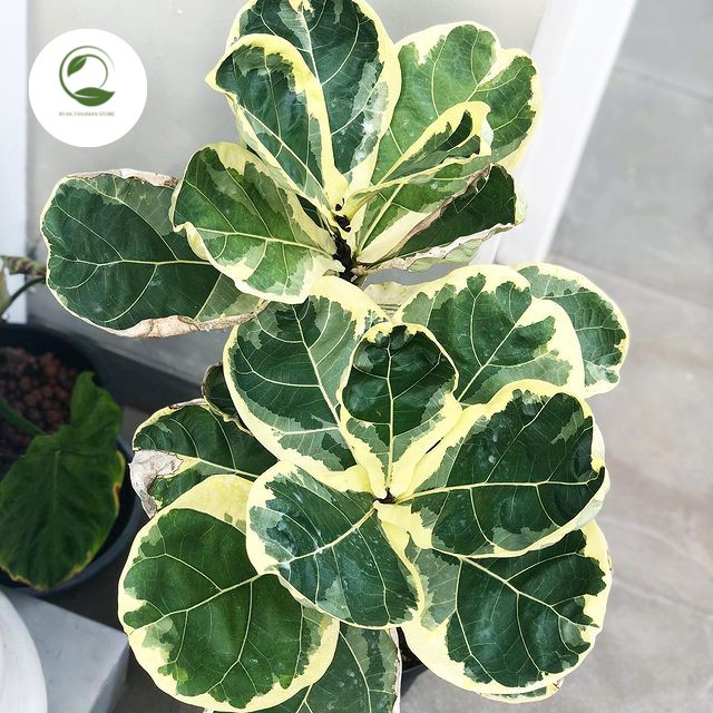 Terbaru Tanaman Hias Ficus Lyrata Variegata - Ketapang Biola Varigata Promo Terlaris