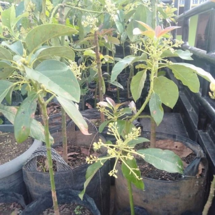 Bibit Tanaman Alpukat Berbunga-Pohon Alpukat Berbunga-Miki-Aligator