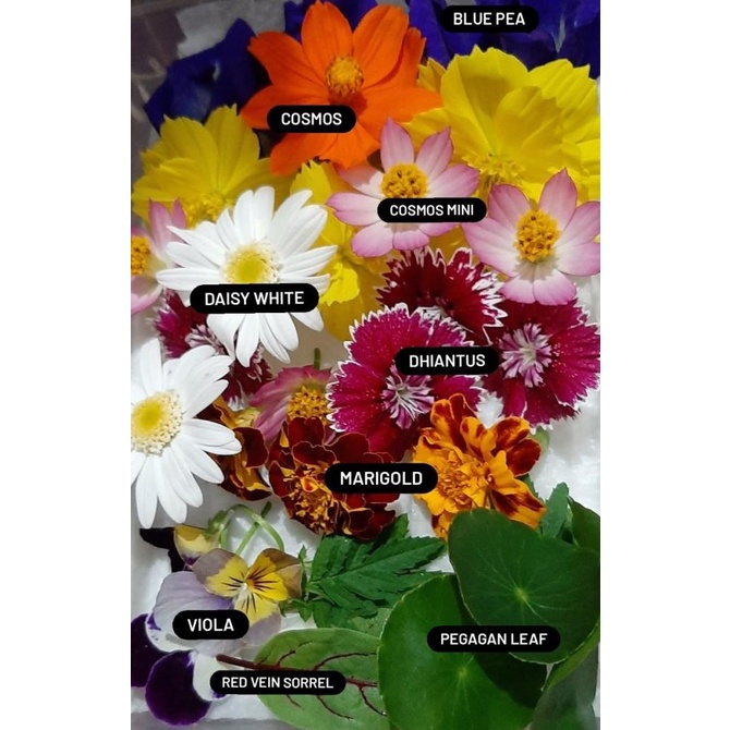 

Baru Edible flowers