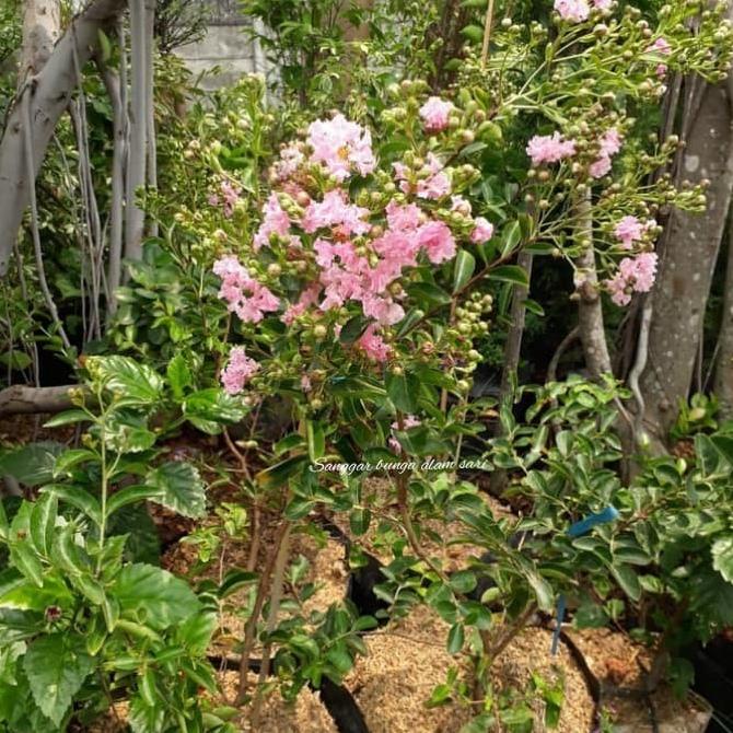 MILIKI TANAMAN HIAS BUNGA SAKURA BESAR TINGGI 1 METER TERMURAH