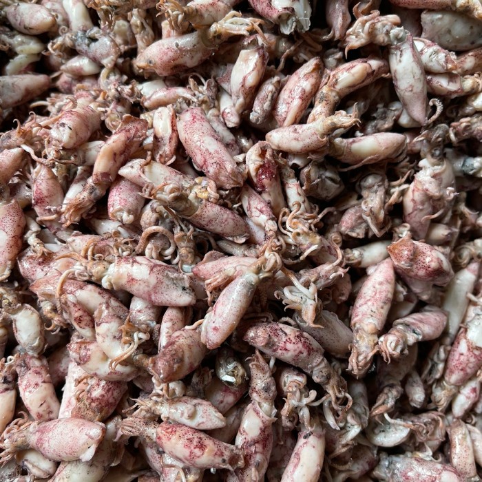 

Baby Cumi/ Cumi Asin Kecil