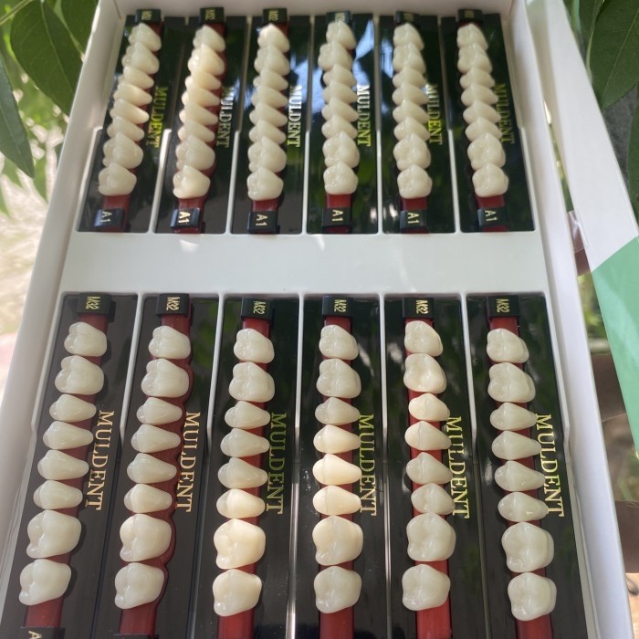 Sale Gigi muldent geraham 1 idi 12 papan