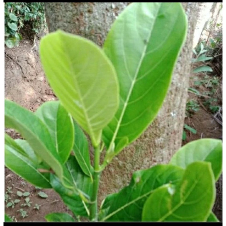 

COD - Daun Nangka Segar Alami isi 100 Lembar