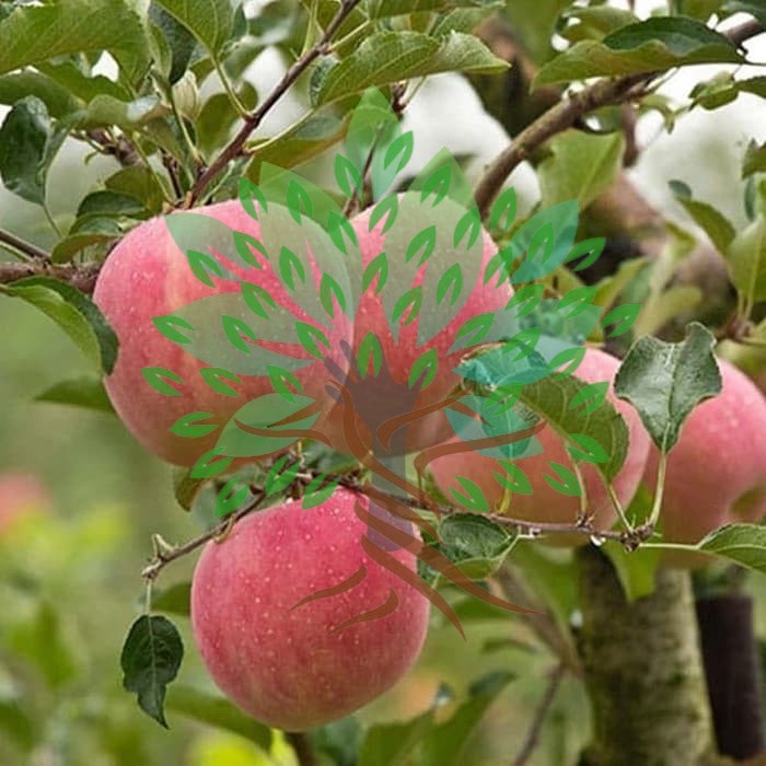 READY Bibit Tanaman Buah Apel Fuji Murah-Bibit Pohon Apel Fuji Asli Impor