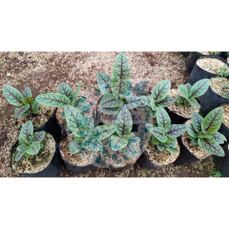 Tanaman Red Sorrel Veined - Rumex Acetosa - Bibit Sayuran Salad