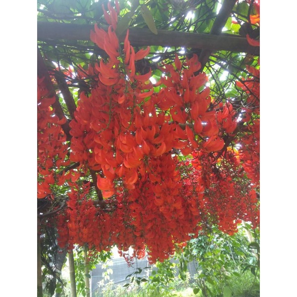 Tanaman Flame Of Irian