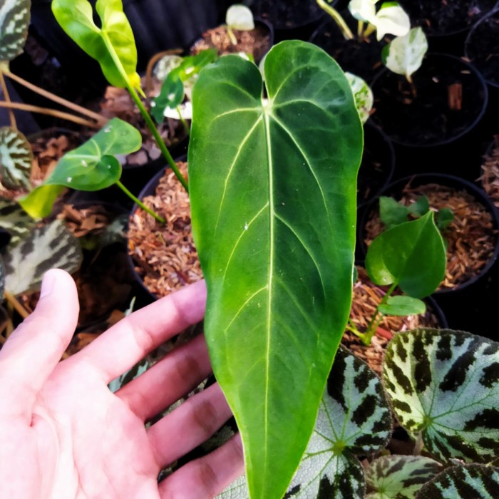 [COD] Anthurium Warocquanum X Ace Of Spades Limited