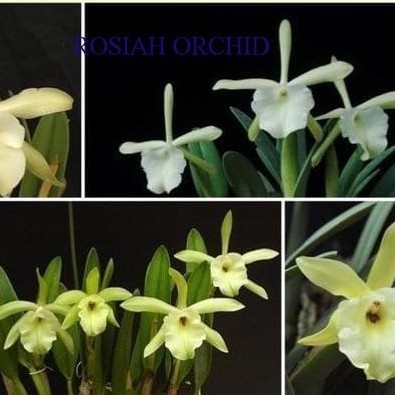 [COD] Rhyncholaelia Glauca Spesies Anggrek Brassavola Cattleya Bibit Langka Limited