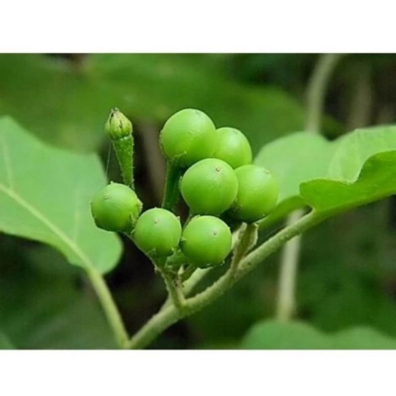 

Buah Takokak Segar 100 gram/obat herbal