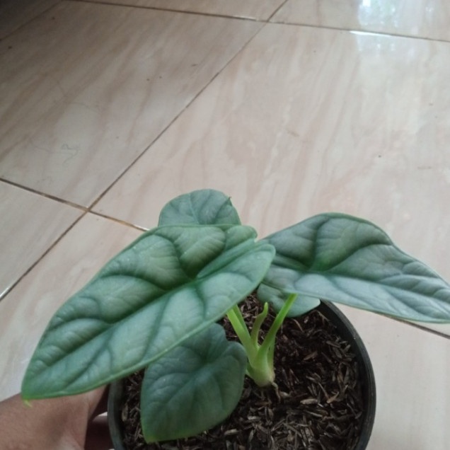 ✅New Ori Promo! Alocasia Silver Dragon 3-5Daun Berkualitas