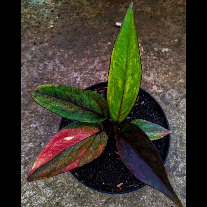 ✨Termurah Anthurium Hokeri Pink Ocena Sage  Pelangi  Ada Putih Dan Black Nya Diskon
