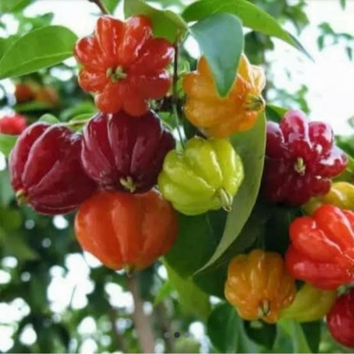 READY Bibit Tanaman Buah Dewandaru - Bibit Dewandaru - Buah Dewandaru