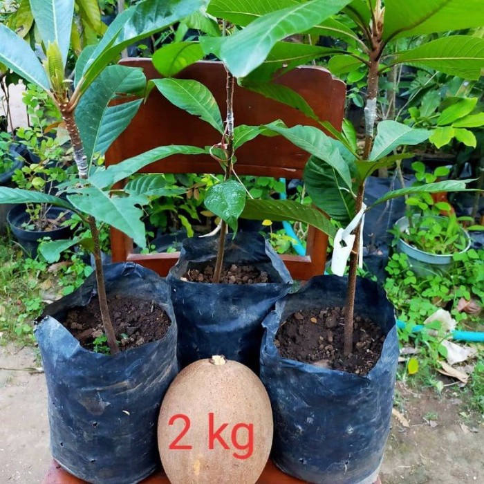READY BARU DATANG Bibit Tanaman Buah Sawo Jumbo Thailand Genjah Hasil