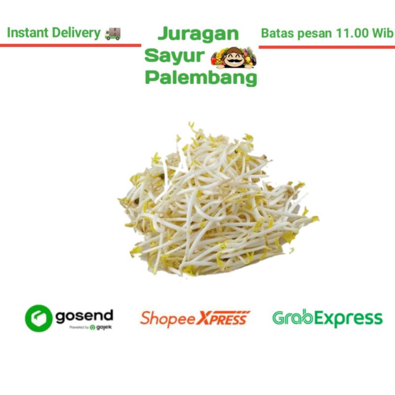

Kecambah cambah - Juragan Sayur Palembang