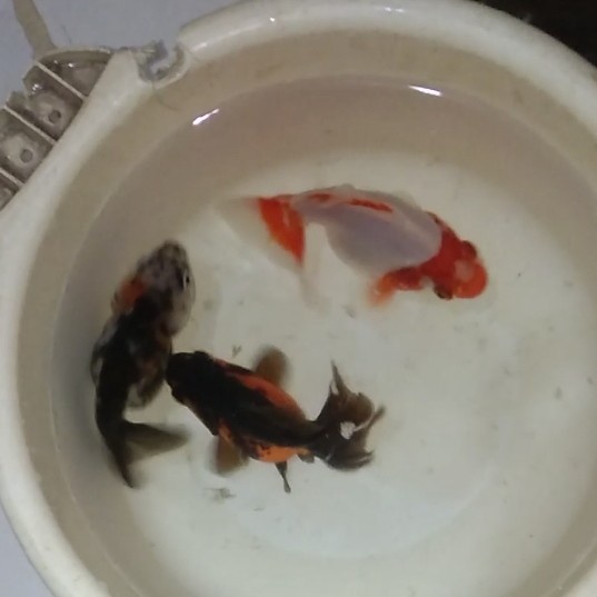 

ikan mas koki orderan cust