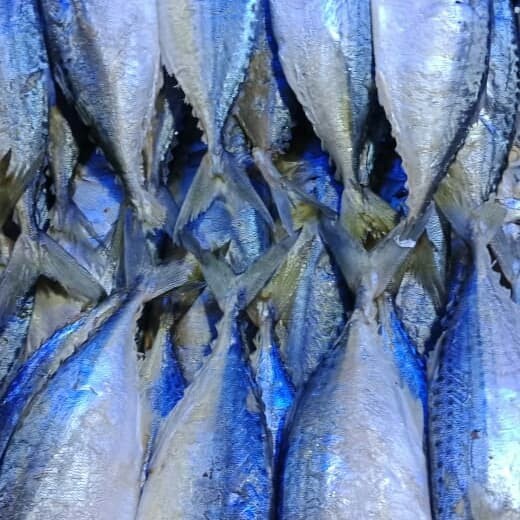 

ikan robus asli medan
