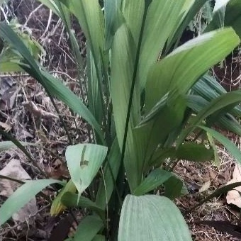 

DAUN CONGKOK PER 5 LEMBAR